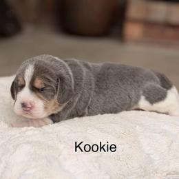 Kookie - Blue and white female Beagle puppy in Mansfield, Missouri from Rippee Creek Kennel