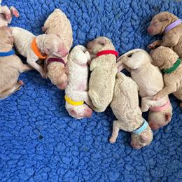 Otterpop (dark blue collar) - Apricot male Goldendoodle puppy in Murrieta, California from Apricot Poodles & Goldendoodles, LLC