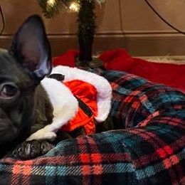 French Bulldogs from Stacey Spicuzza