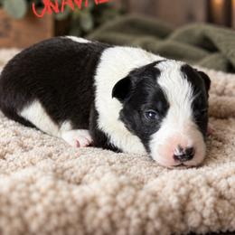 Jessie - Black female Border Collie puppy in Sanger, California from Flying M Cactus Ranch Buddies
