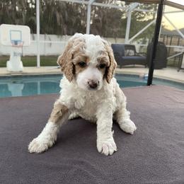 Bentley (brown collar - Phantom male Poodle puppy in Port Saint Lucie, Florida from Abbott Standard Poodles