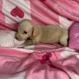 Chloe - Cream female Dachshund puppy in Lake City, Florida from My Ditzy Doxies of Florida