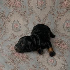 Eloise - Black tri-color female Aussiedoodle puppy in Inman, South Carolina from Dark Corner Doodles