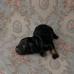 Eloise - Black tri-color female Aussiedoodle puppy in Inman, South Carolina from Dark Corner Doodles