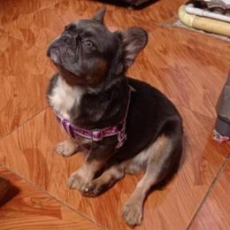 French Bulldog Puppies from Nicholepups