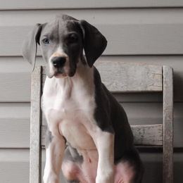 Great Danes and Miniature Pinschers from Legacy Danes