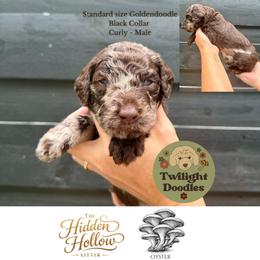 Oyster - Blue Collar - Merle male Goldendoodle puppy in Garland, Texas from Twilight Doodles