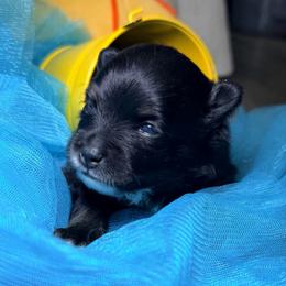 Peeps - Black and tan male Pomeranian puppy in Clarksville, Tennessee from Bee Mine Maltipoos and Pomeranians