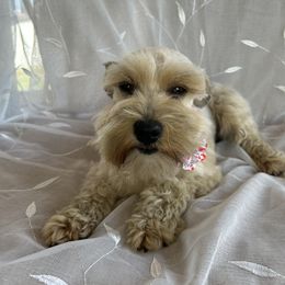 EmmA - Miniature Schnauzer