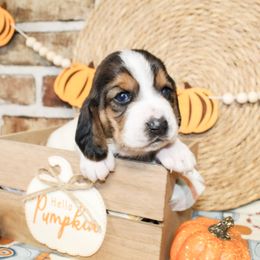 Mae - Black brown and white female Basset Hound puppy in Antlers, Oklahoma from Rocking H