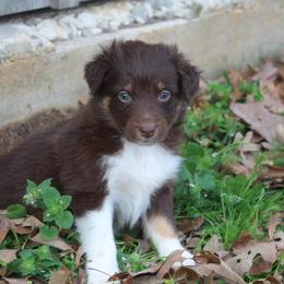 Lala-1000 - Red tri-color female Australian Shepherd puppy in Star City, Arkansas from Blush & Lace Aussie Co.