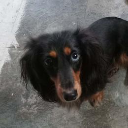 Mila - Dachshund