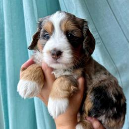 Windom - female Australian Mountain Doodle puppy in Cortez, Colorado from Sassy Pants Pups