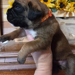 Cartier - Fawn male Boxer puppy in Marion, Montana from Serendipity's European Boxers