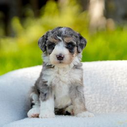 Bali - Merle female Bernedoodle puppy in Spokane, Washington from Lilac City Doodles