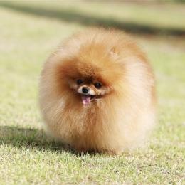 Papa - Pomeranian