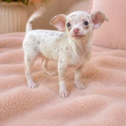 Moonlight Sugar-Moon - Merle female Chihuahua puppy in Flushing (Queens), New York from Petite Pups LLC