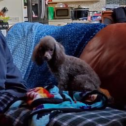 Hazelnut - Poodle