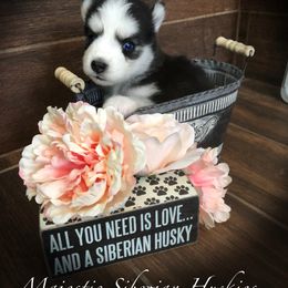 Siberian Husky Puppies from Majestic Siberian Huskies