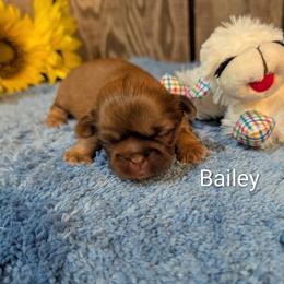 Girl 2 - female Shih Tzu puppy in Ruffs Dale, Pennsylvania from RAM Shih Tzus Rolling Hills of PA