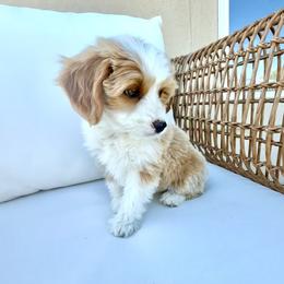 Australian Mountain Doodle, Bernedoodle, Cavapoo, and Goldendoodle Puppies from Angel Pups Deluxe