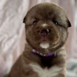 Siberian Husky Puppies from Southern Siberian Huskies of SW Florida