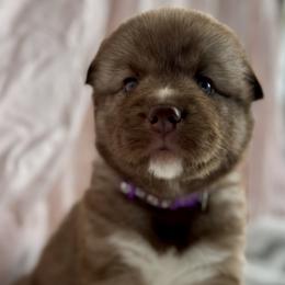 Siberian Husky Puppies from Southern Siberian Huskies of SW Florida