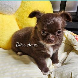 Ivy - Chocolate and white female Chihuahua puppy in Ponca City, Oklahoma from Bliss Acres Farm