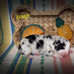 Boy 4 - Australian Shepherd puppy from C'est Bon Aussies Australian Shepherds