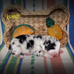 Boy 4 - Australian Shepherd puppy from C'est Bon Aussies Australian Shepherds