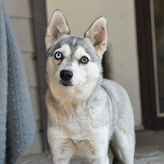 Penelope - Alaskan Klee Kai