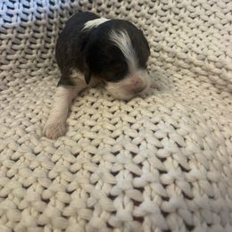 Suzy - female Cockapoo puppy in Wellington, Kansas from Brian’s Puppies