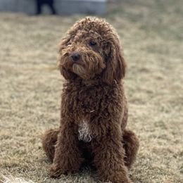 Ali - Goldendoodle