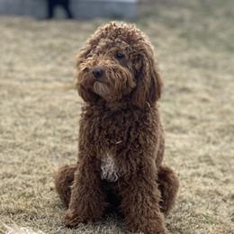 Ali - Goldendoodle