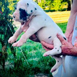 Boy 1 - Harlequin male Great Dane puppy in Golconda, Illinois from Breken Great Danes