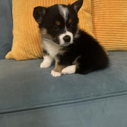 Pembroke Welsh Corgi Puppies from The Hallway Farm