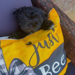 Daisy - Black and white female Shihpoo puppy in Sumter, South Carolina from DWS KENNEL SERVICES