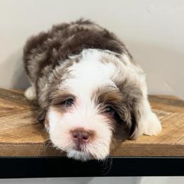 Cash - Chocolate merle male Bernedoodle puppy in Horseshoe Bend, Idaho from Over the Moon Poodles and Doodles