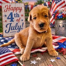 Doc- Orange - Red  male Goldendoodle puppy in Bay City, Texas from Charming Doods Goldendoodles