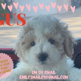 Goldendoodle, Maltipoo, and Poodle Puppies from Winchester Hills Poodles and Doodles