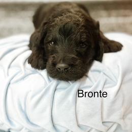 Bronte - Black male Goldendoodle puppy in Pasco, Washington from Camp Doodle Woods