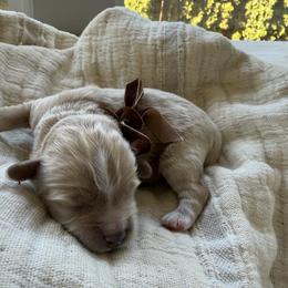 Maltipoo Puppies from Dream Puppies PNW