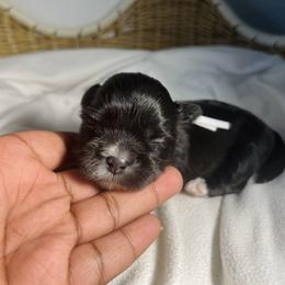 Asher - Black and white male Shih Tzu puppy in Lake City, South Carolina from Precious Lil Tzus