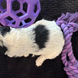 Pink - Black and white female Sheepadoodle puppy in Kissimmee, Florida from Sunflower Family Farms