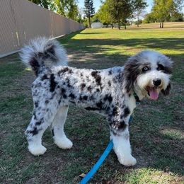Aussiedoodle All Grown Up from Blu’s Aussiedoodles