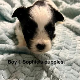 Boy 1 - Parti male Yorkshire Terrier puppy in Princeton, Kentucky from Paw-Perfect Palace