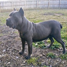 Darla - Cane Corso