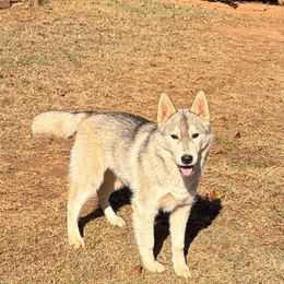Boy 2 - Gray and white male Siberian Husky puppy in Loudon, Tennessee from Kristari Siberians