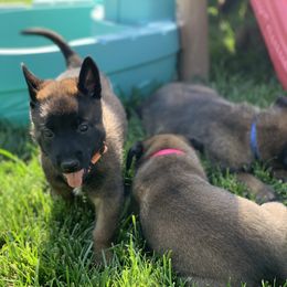 Belgian Malinois Puppies from Tehachapi Malinois