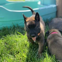 Belgian Malinois Puppies from Tehachapi Malinois